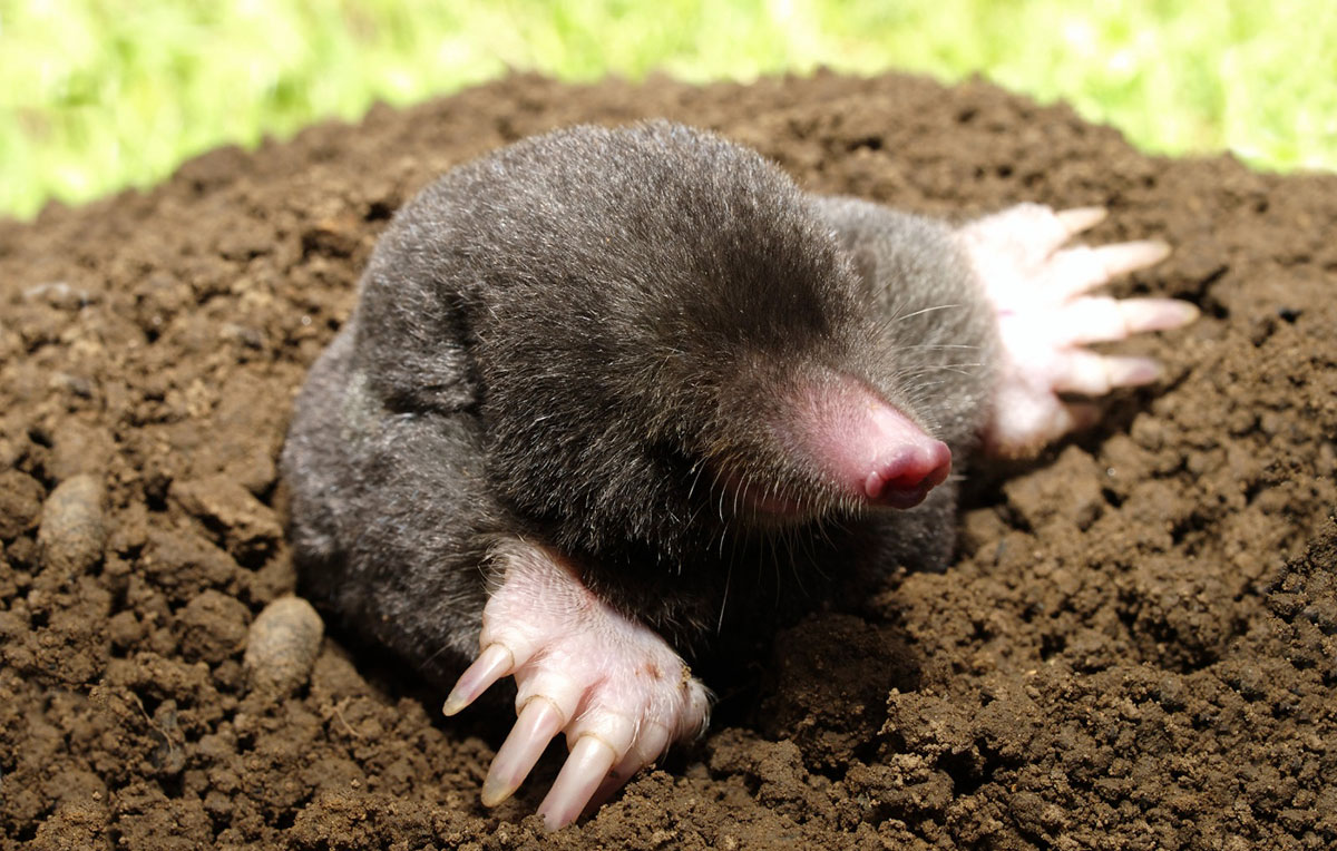 Read more about the article Having Problems With Moles?