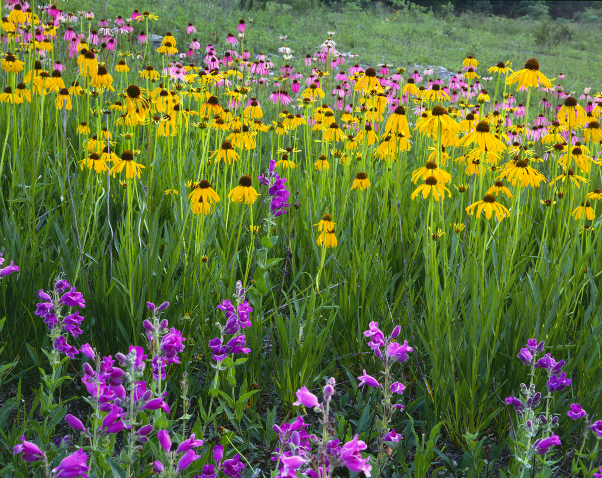 Read more about the article Upgrade Your Missouri Yard With These 5 Native Plants